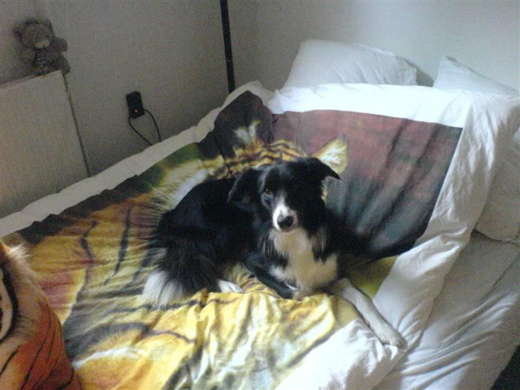 Border collie Sweet billede 18