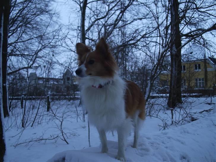 Blanding af racer Lady billede 10