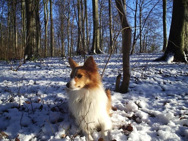 Blanding af racer Lady billede 11