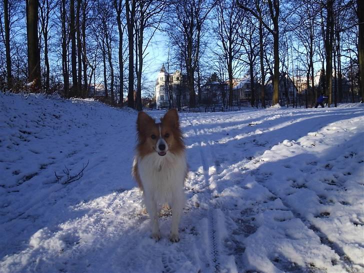 Blanding af racer Lady billede 12