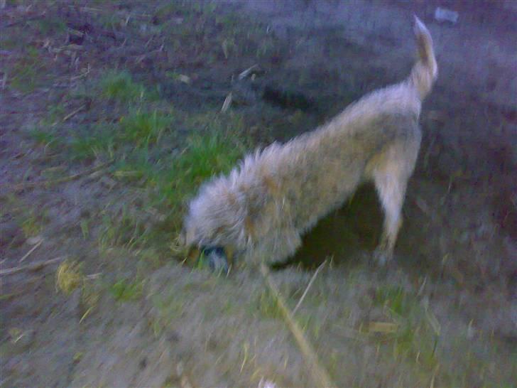 Border terrier † Darwin † - Graver et hul han næsten kan komme ned i ;D billede 16