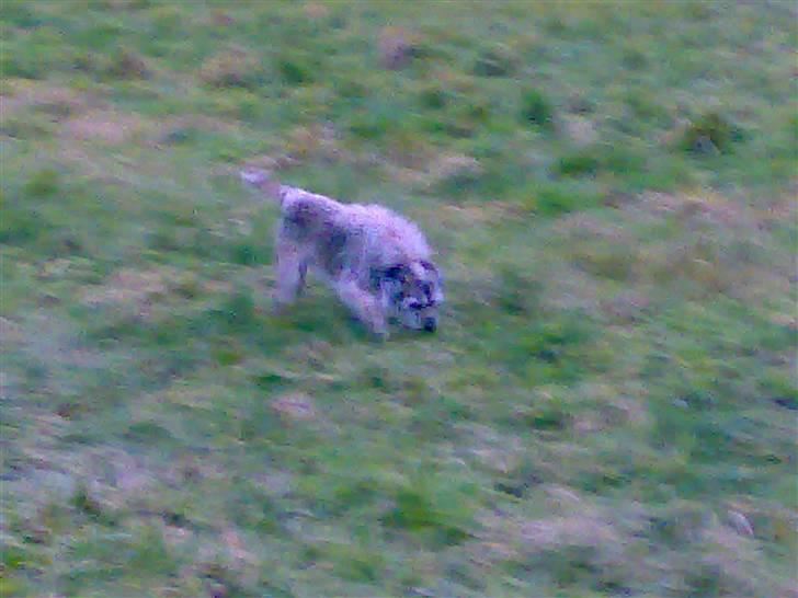Border terrier † Darwin † - Darwin ude og gå tur billede 17