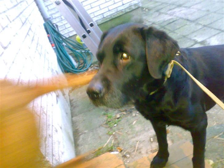 Labrador retriever † Loke †<3 savnet. billede 16