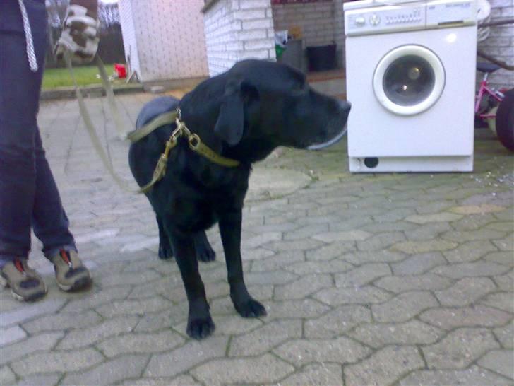 Labrador retriever † Loke †<3 savnet. billede 17