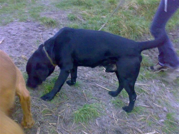 Labrador retriever † Loke †<3 savnet. billede 19