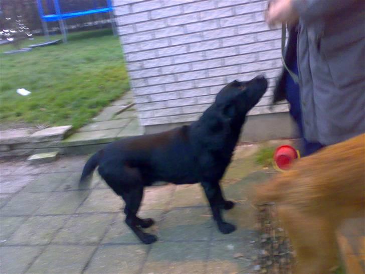 Labrador retriever † Loke †<3 savnet. - Logre logre logre billede 20