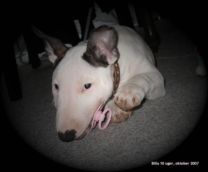 Bullterrier BILLA - Her er jeg en Bandit ...  billede 1