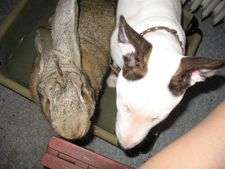Bullterrier BILLA - Mig og min ven Henning Kanin AKA Hell Raiser billede 2