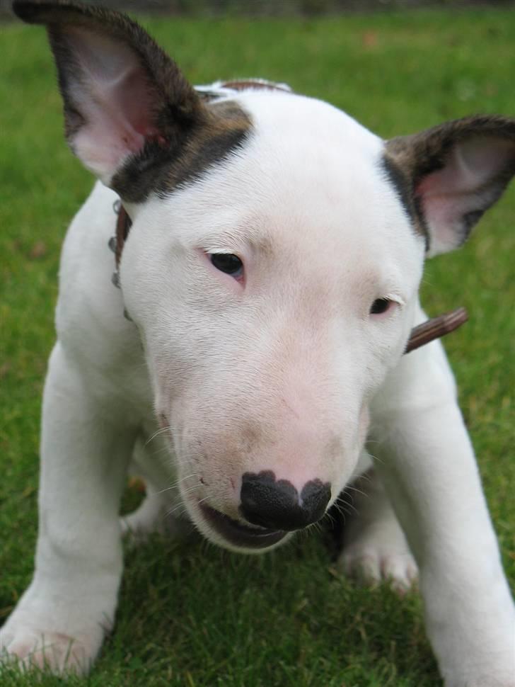Bullterrier BILLA - åhhh en godbid nam nam billede 4