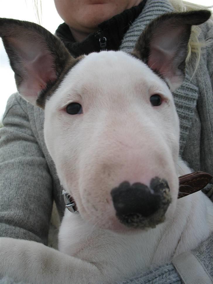 Bullterrier BILLA - MOR Hvorfor står manden så tæt på ??? billede 5