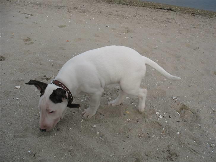 Bullterrier BILLA - Første gang på stranden... billede 6