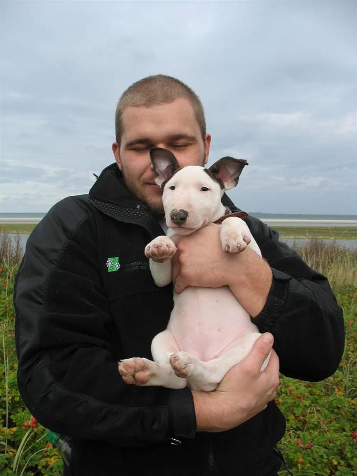 Bullterrier BILLA - Vil i se min smukke navle... billede 7