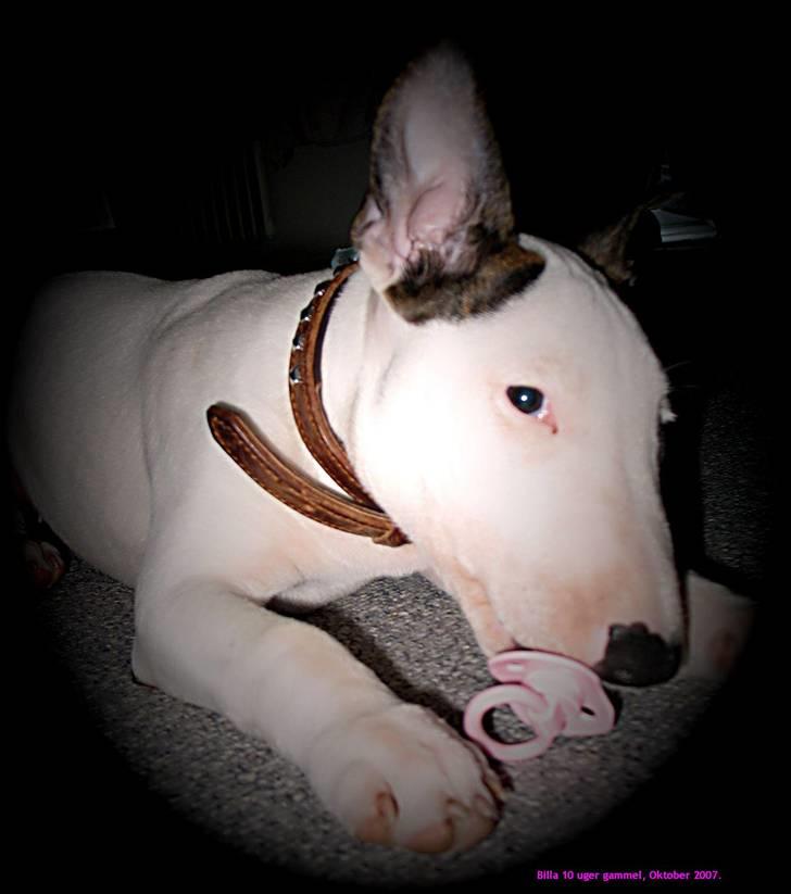 Bullterrier BILLA - jeg er mors lille dingse...  billede 8