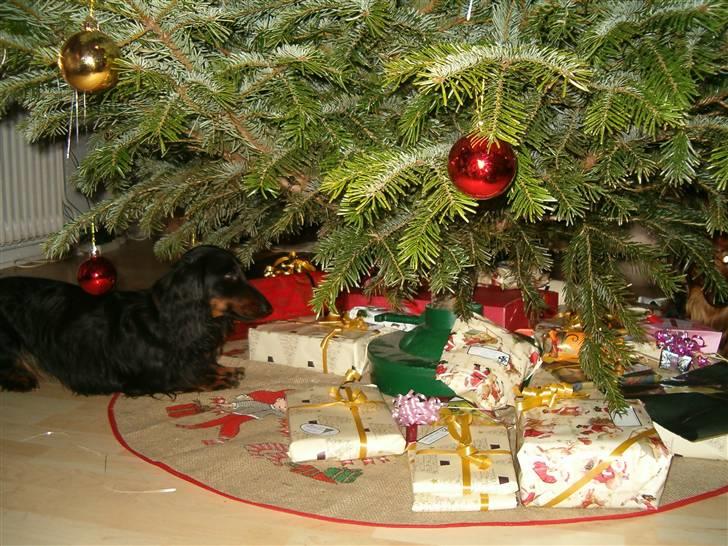 Gravhund Sigurd - Sigurd er ved et finde sin julegave. billede 8