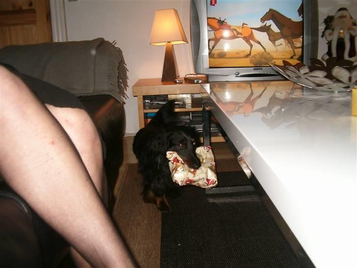 Gravhund Sigurd billede 9