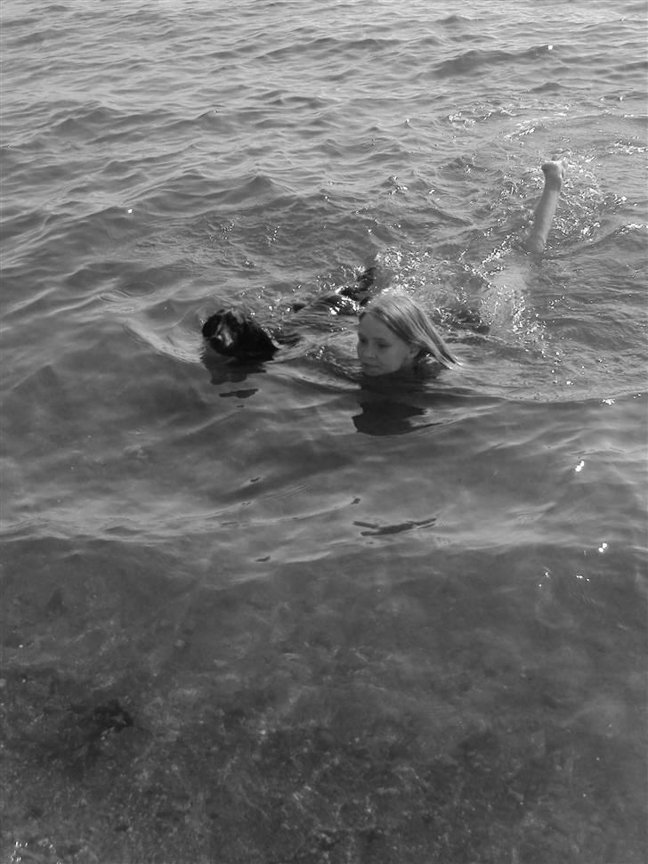 Gravhund Sigurd - "Gå ikke foran mig, måske vil jeg ikke følge dig. Gå ikke bagved mig, måske vil jeg ikke føre an. Gå ved siden af mig og vær blot min ven .. venskab er lige for lige.." Sigurd og jeg svømmer juli 2010  billede 10