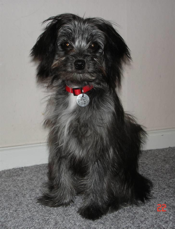 Blanding af racer Soffi - Hej, velkommen til min profil:-)  billede 1