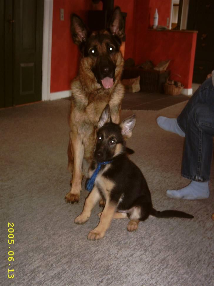 Schæferhund Don - Hvalpen er Don, den store han er mine forældres billede 1