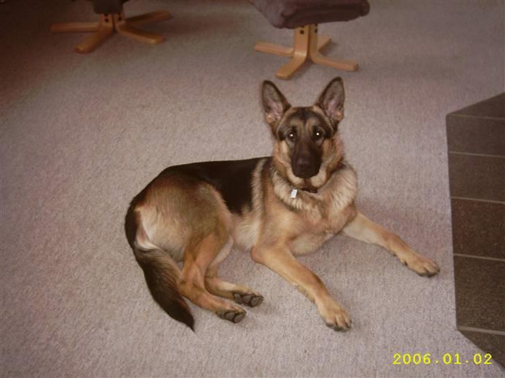 Schæferhund Don billede 2