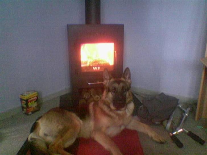 Schæferhund Don billede 3