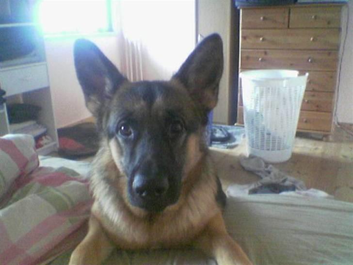 Schæferhund Don billede 4