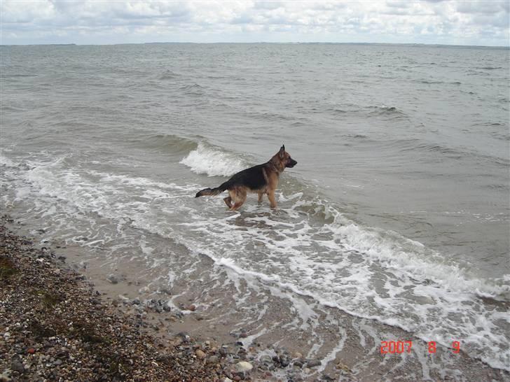 Schæferhund Don billede 5