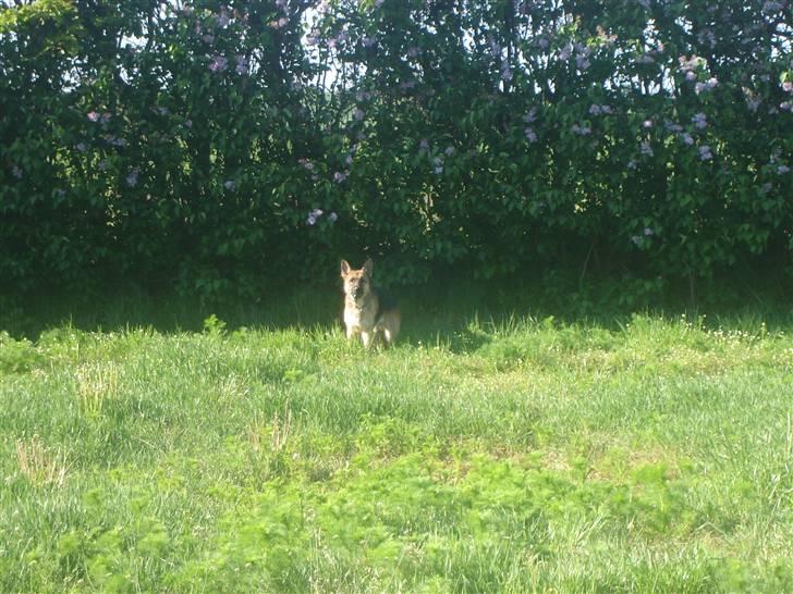 Schæferhund Don billede 6