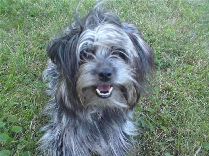 Blanding af racer Soffi billede 2