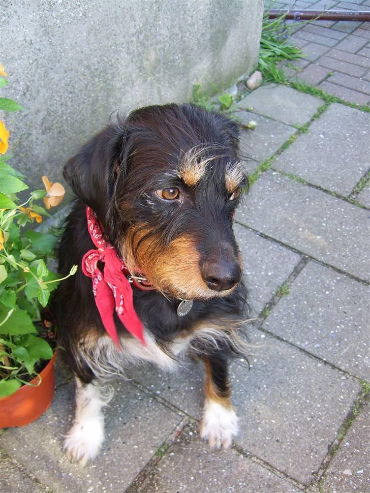 Blanding af racer Brutus Maximus billede 1