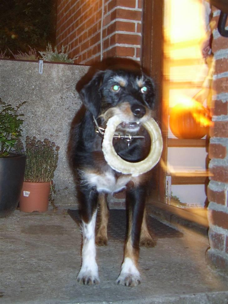 Blanding af racer Brutus Maximus billede 3