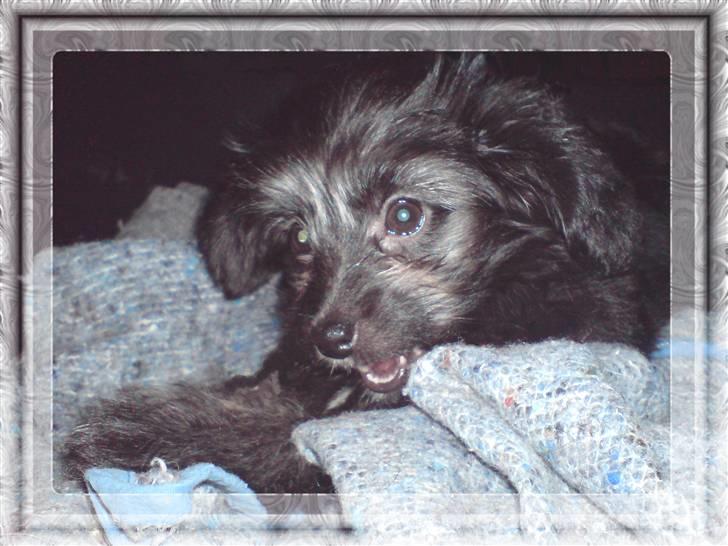 Blanding af racer Soffi - Ahh, her ligger jeg jo godt billede 3