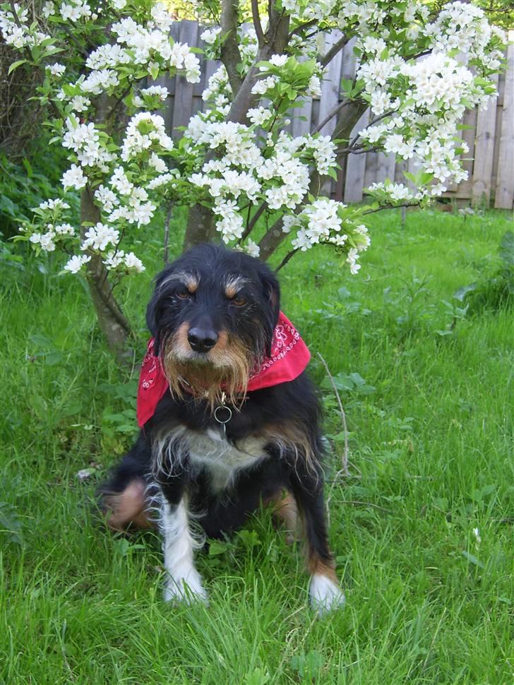 Blanding af racer Brutus Maximus billede 4