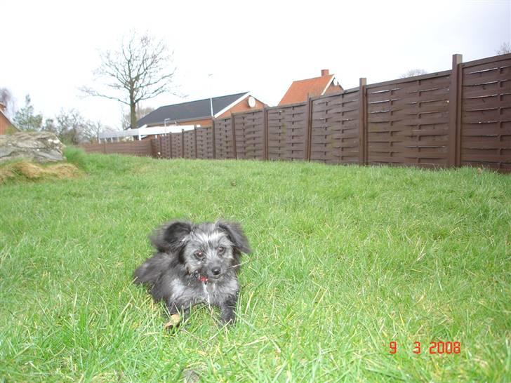 Blanding af racer Soffi - Lad mig være! Jeg vil ha´ en pause. billede 4