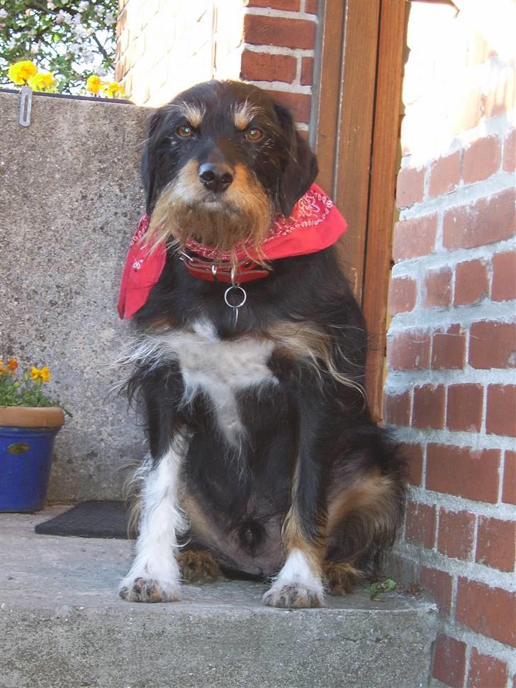 Blanding af racer Brutus Maximus billede 5