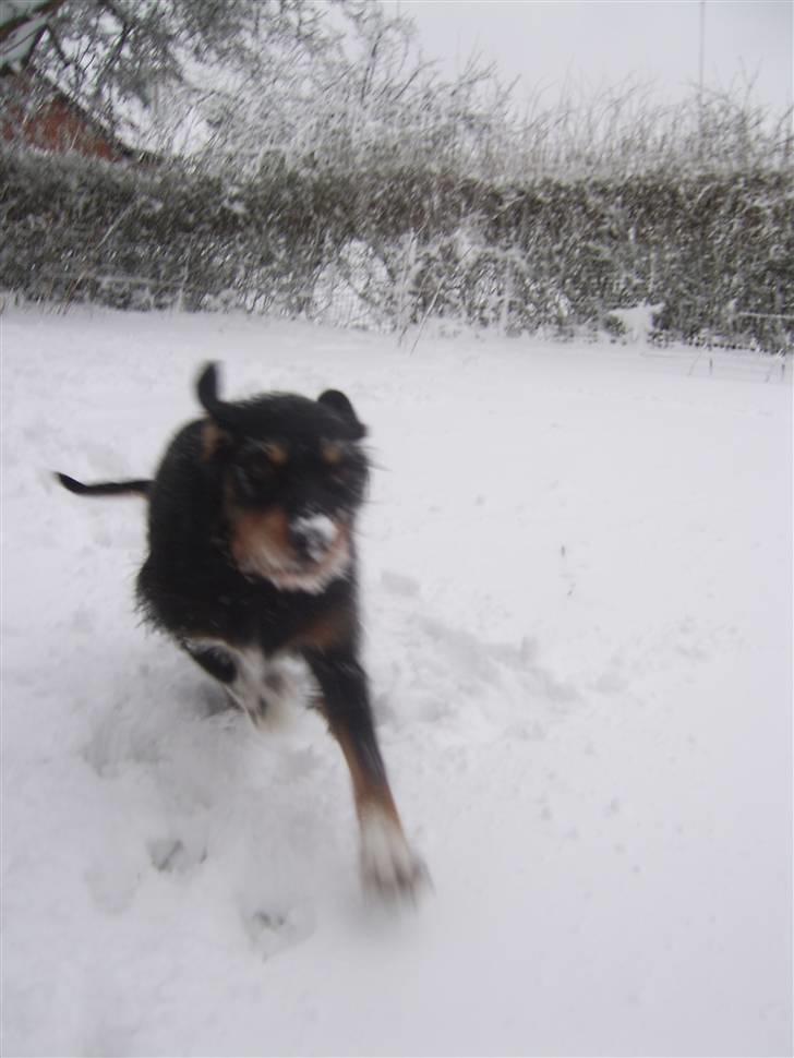 Blanding af racer Brutus Maximus billede 6