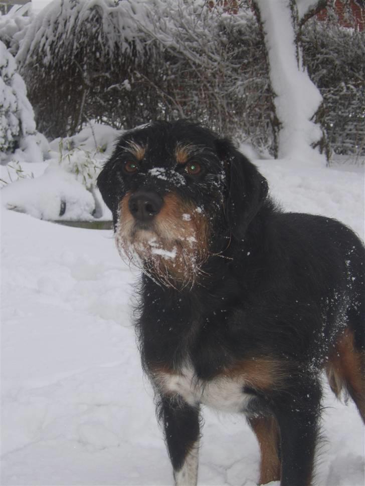 Blanding af racer Brutus Maximus billede 7