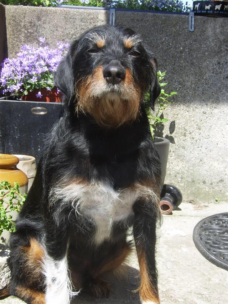 Blanding af racer Brutus Maximus billede 8