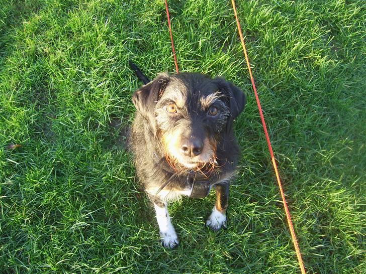 Blanding af racer Brutus Maximus billede 9