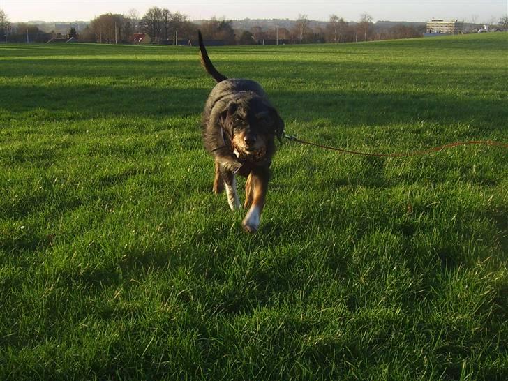 Blanding af racer Brutus Maximus billede 10