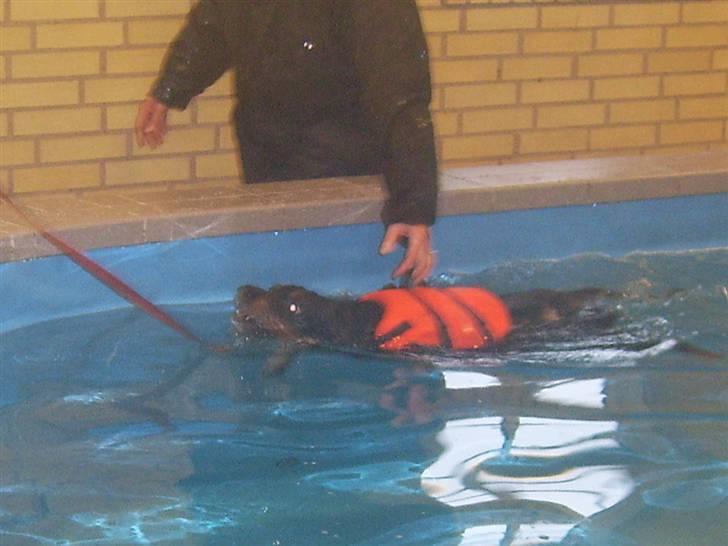 Blanding af racer Brutus Maximus billede 11