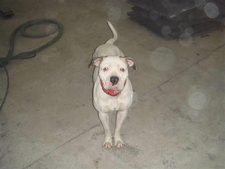 Amerikansk bulldog Chili - Se hvor sød jeg er ;P billede 1