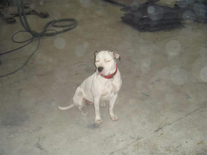 Amerikansk bulldog Chili - "Far, lad nu være med at tage billeder."  billede 2