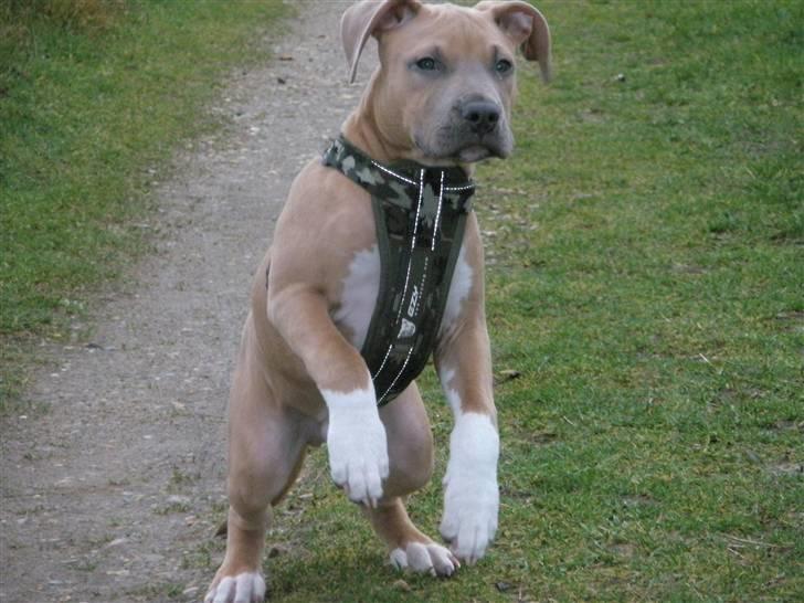 Amerikansk staffordshire terrier TYSON aka **banditten** - hov hov jeg skal med ;) billede 7