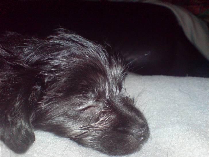 Blanding af racer Soffi - Zzzz billede 5