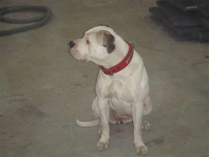 Amerikansk bulldog Chili - Haha far billede 3