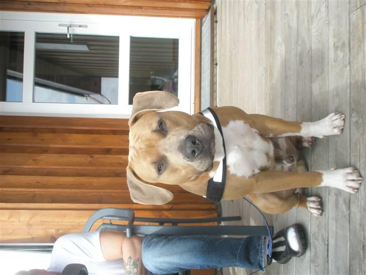 Amerikansk staffordshire terrier TYSON aka **banditten** billede 8