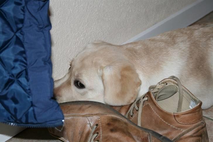 Labrador retriever Juelsgaard's Coat of Many - En træt Kasia juleaften billede 19
