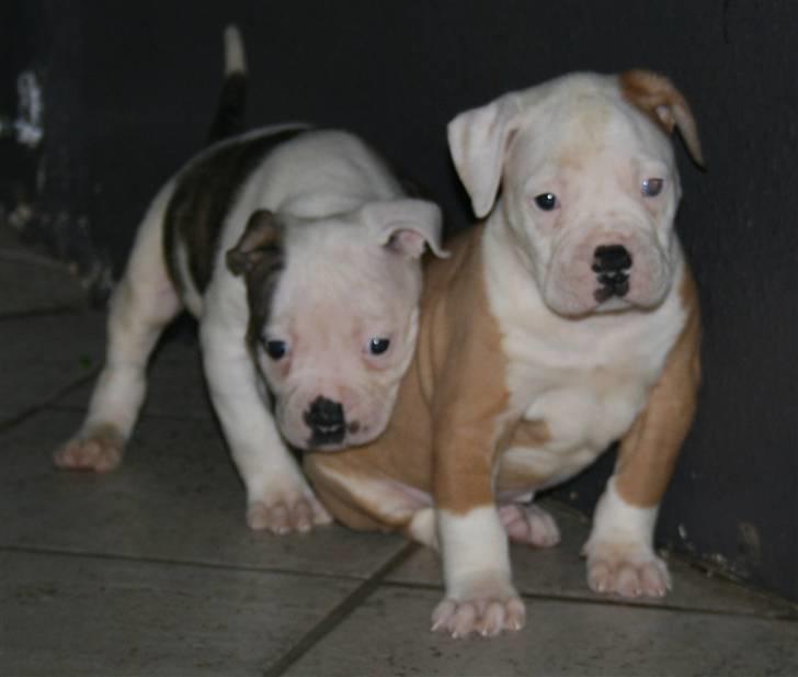 Amerikansk bulldog CH.Matheo"s Storm billede 7
