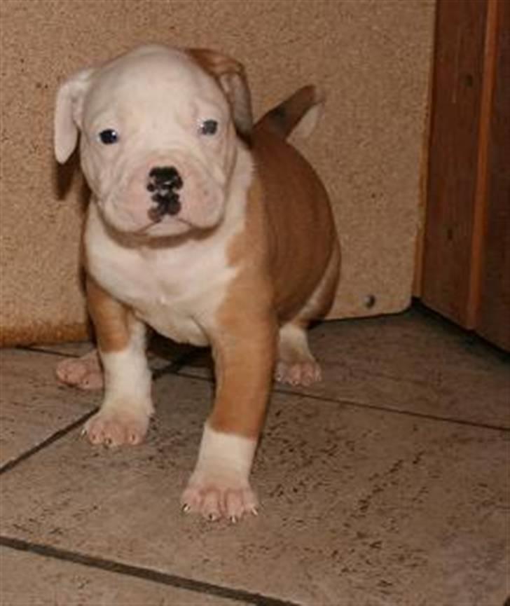 Amerikansk bulldog CH.Matheo"s Storm billede 8