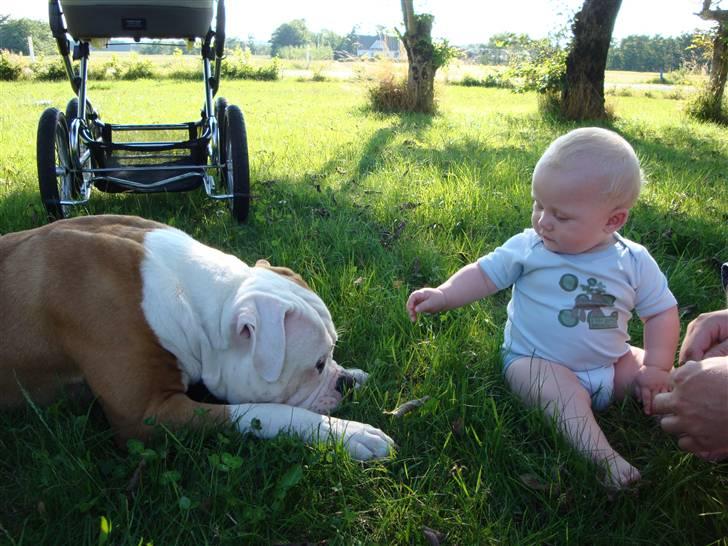 Amerikansk bulldog CH.Matheo"s Storm billede 9
